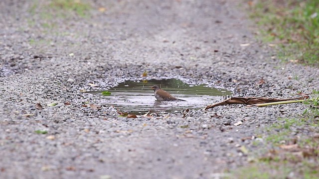 シロハラ - ML525127041