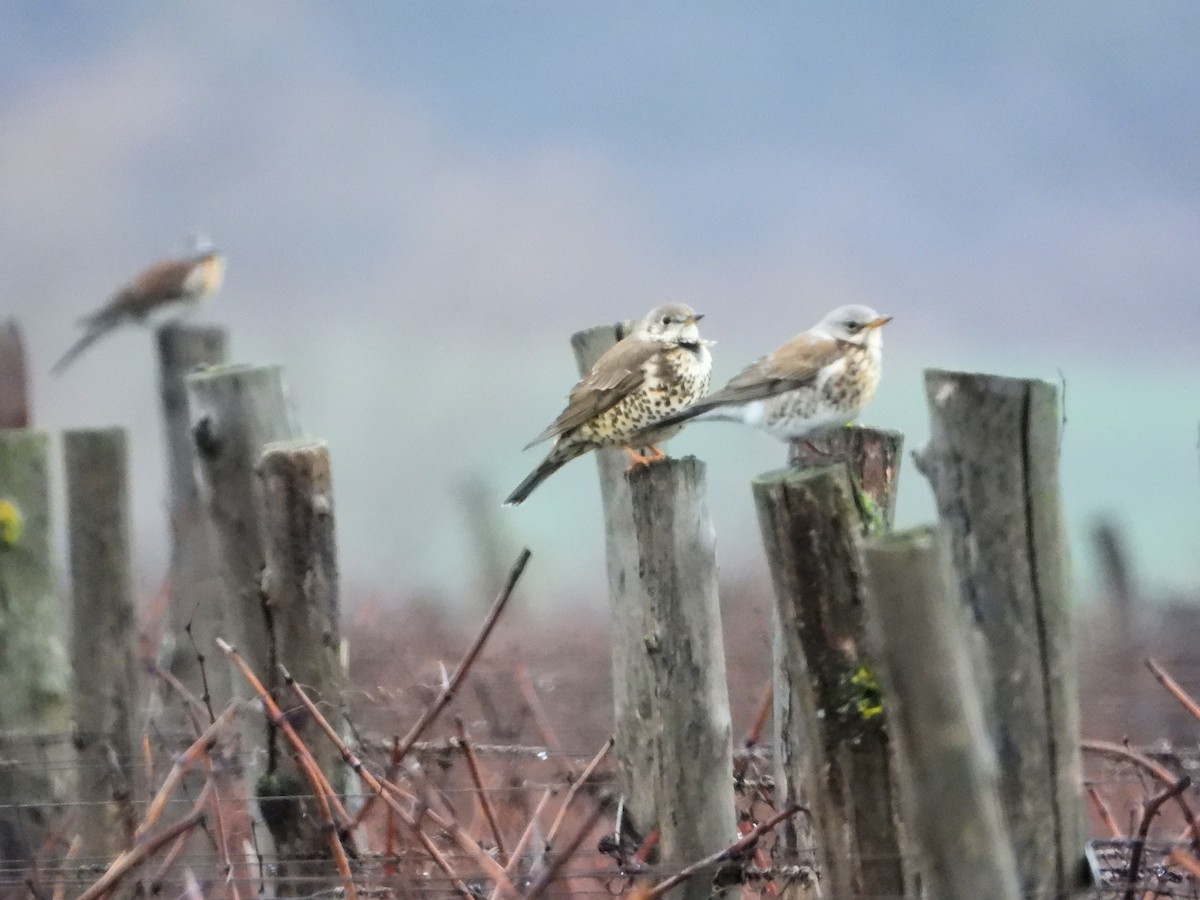 Mistle Thrush - ML525127861