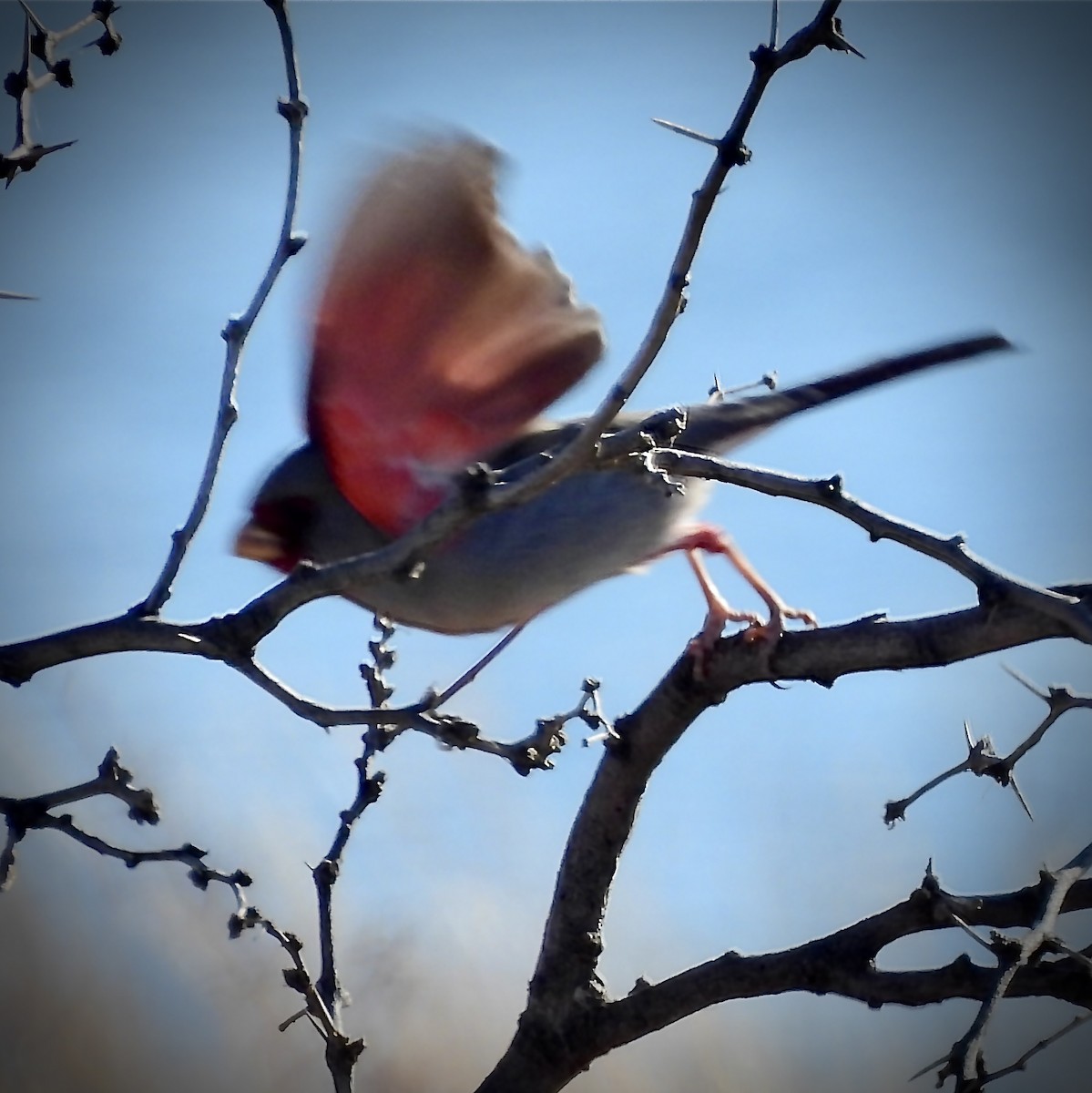 Cardinal pyrrhuloxia - ML525129441