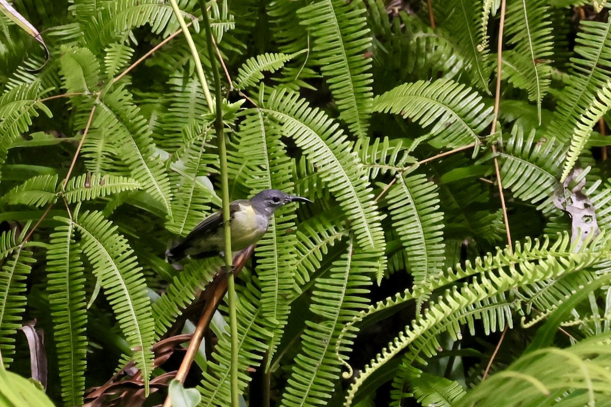 Spectacled Longbill - ML525129861