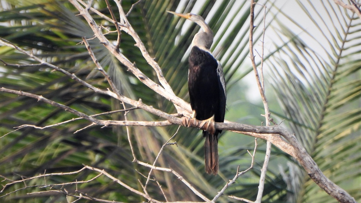 Anhinga Asiática - ML525130081