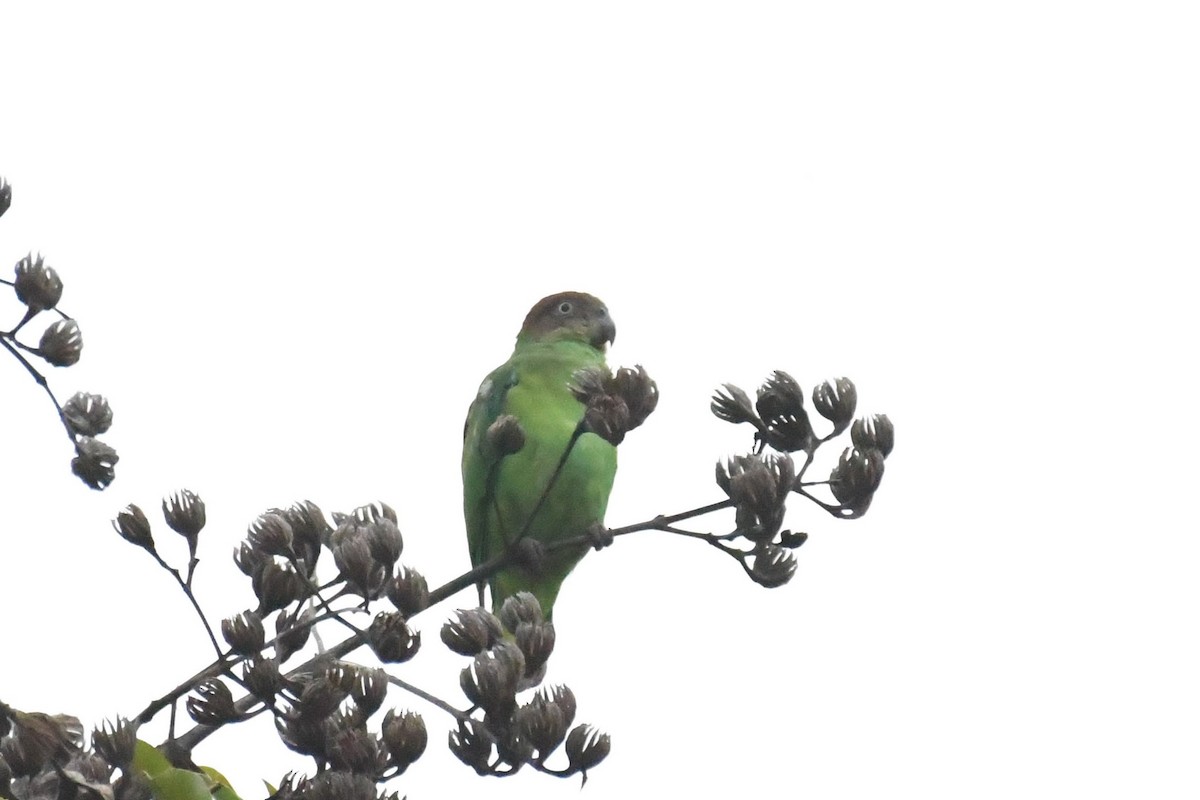 Red-cheeked Parrot - ML525130281