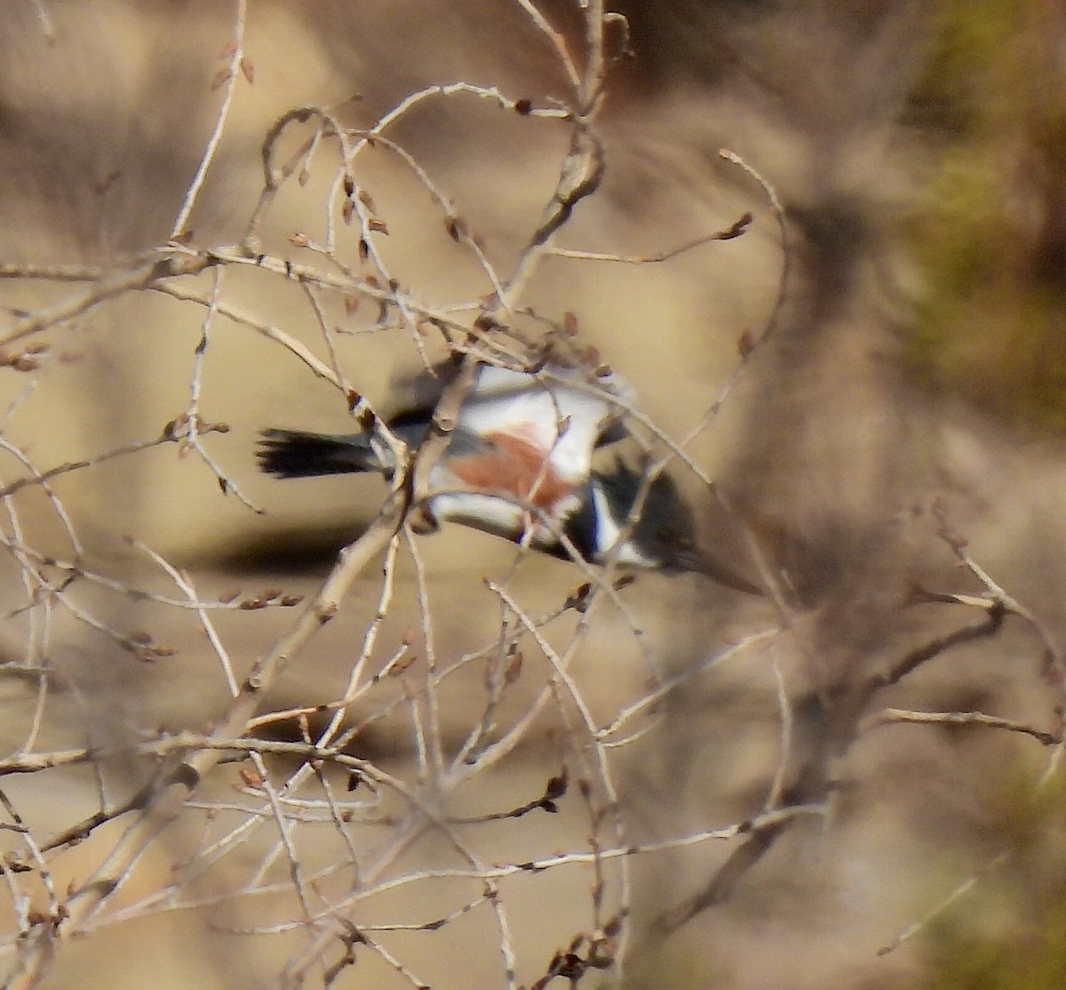 Belted Kingfisher - Wendy Harte