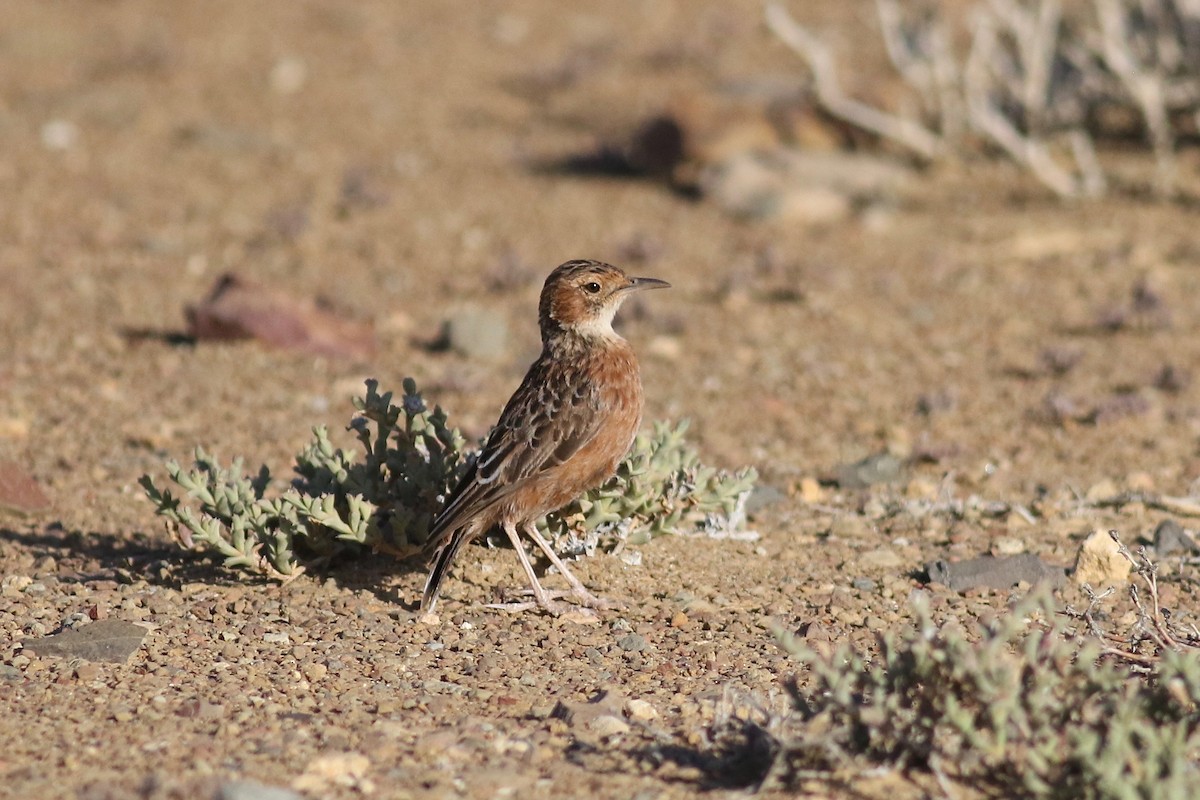 Spike-heeled Lark - ML525130521