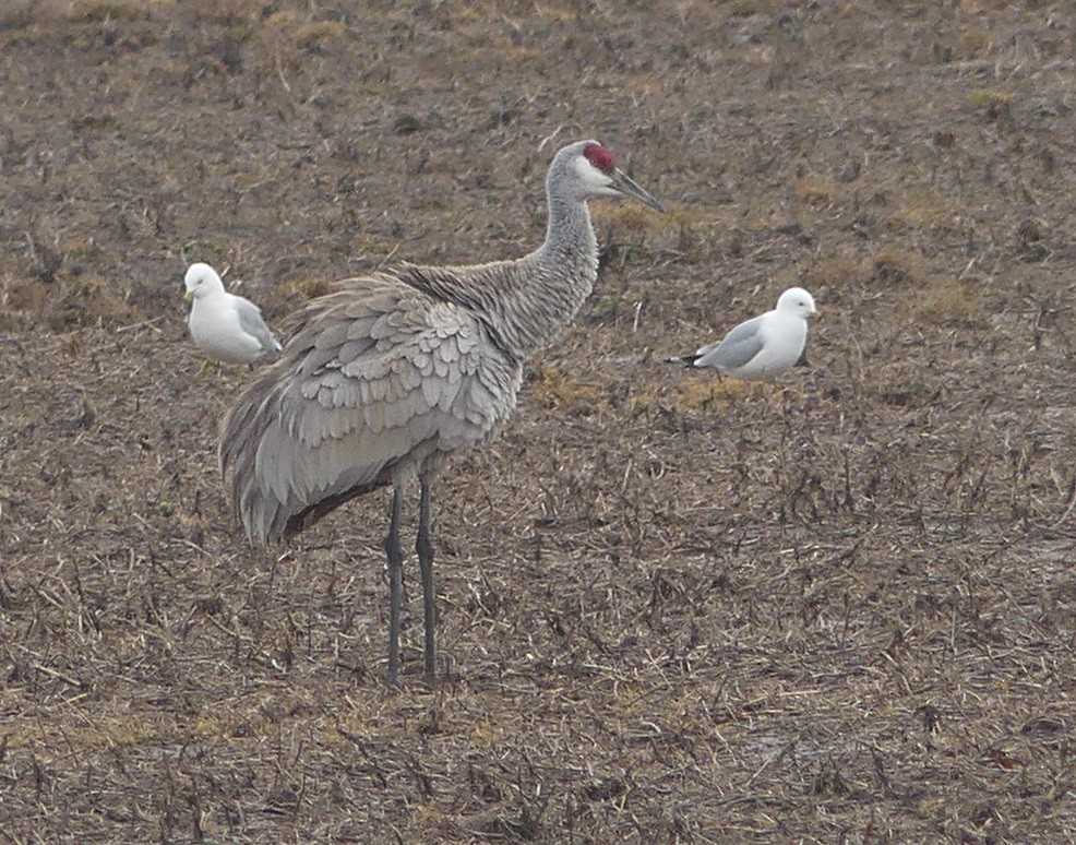 Sandhill Crane - ML52513081