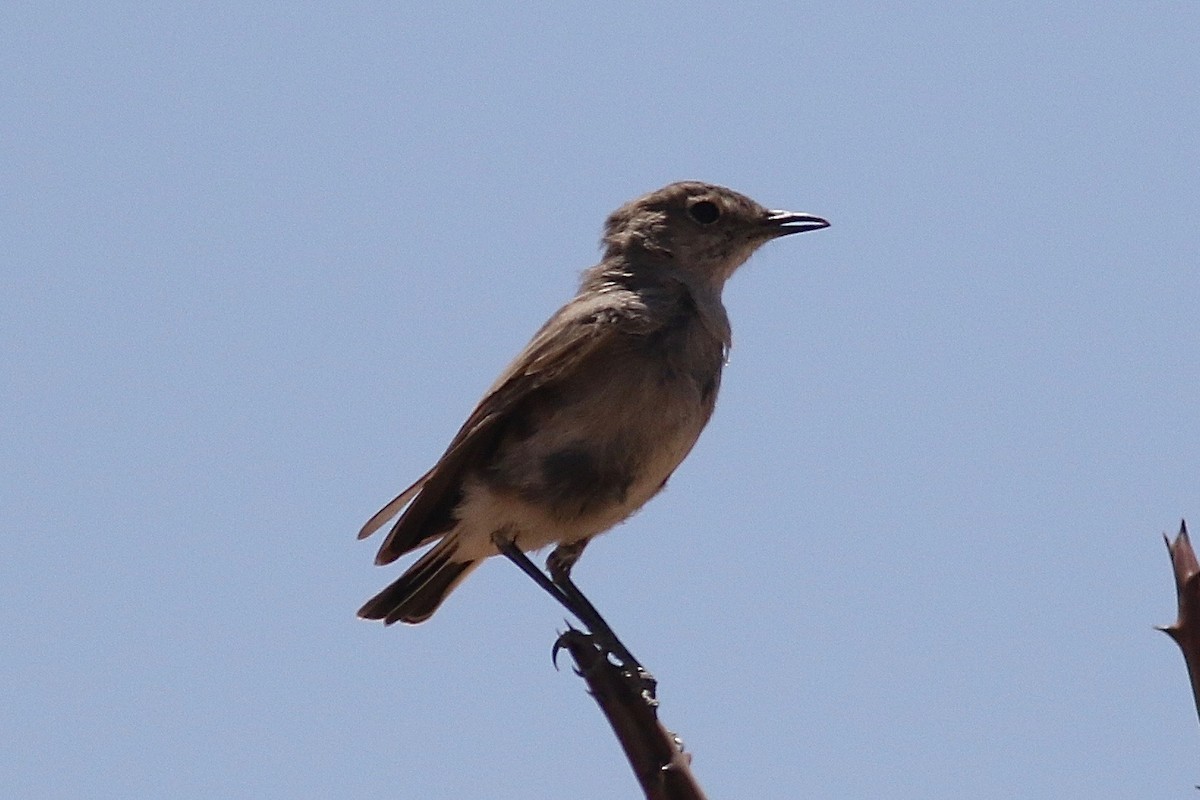 Tractrac Chat - ML525131021