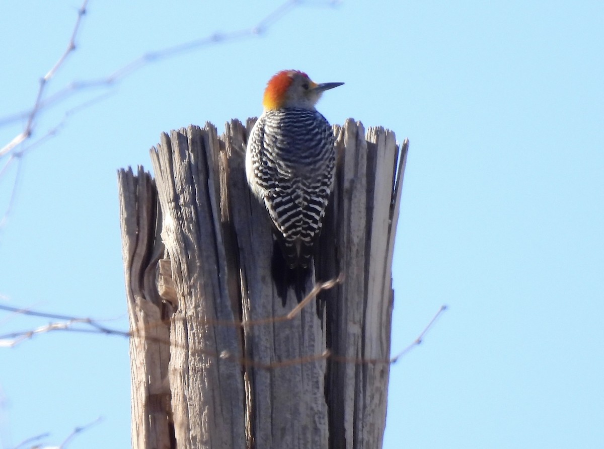 Golden-fronted Woodpecker - ML525131131