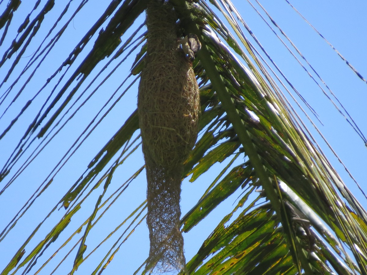 Baya Weaver - Tom Wheatley