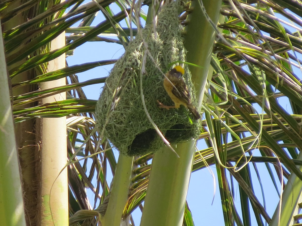 Baya Weaver - Tom Wheatley