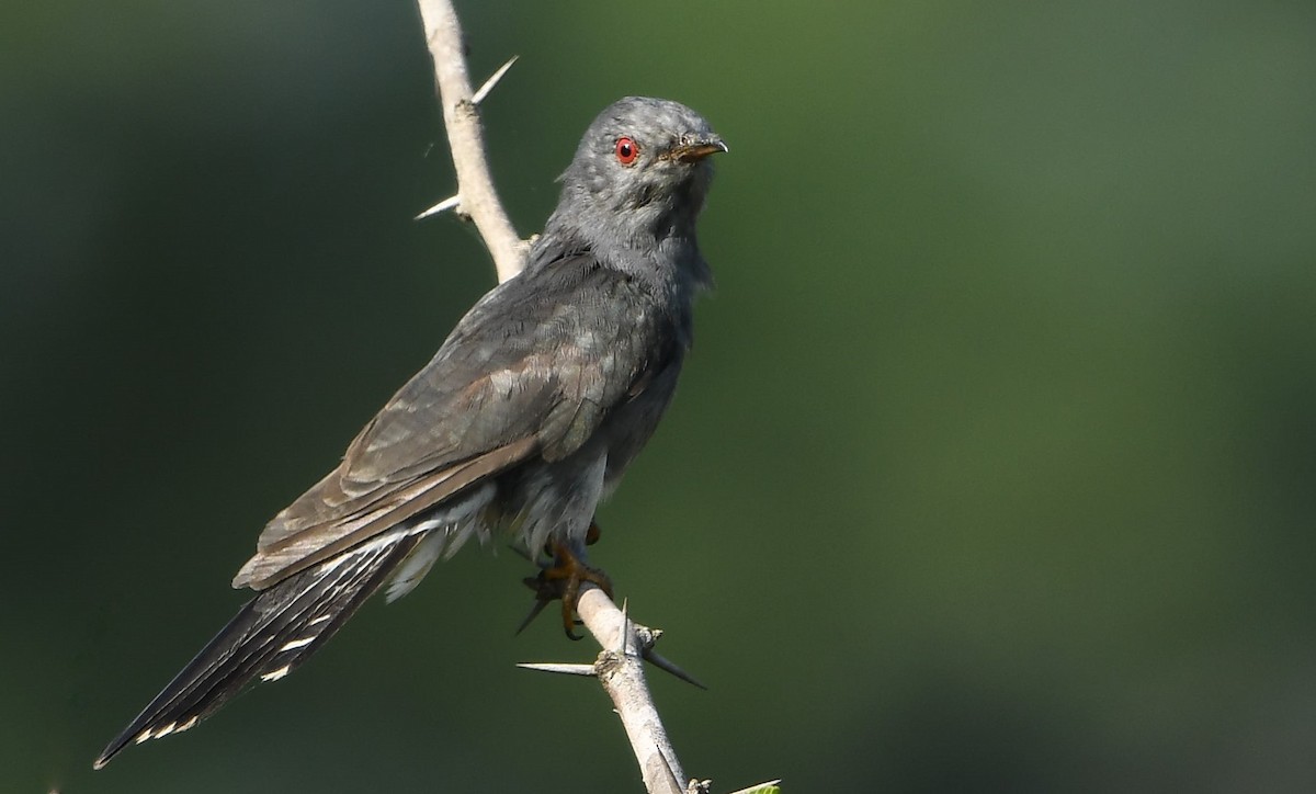 Gray-bellied Cuckoo - gowathaman ganesan