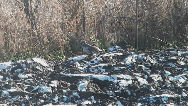 Aztore eurasiarra - ML525132101
