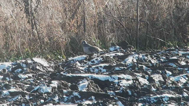 Autour des palombes - ML525132101