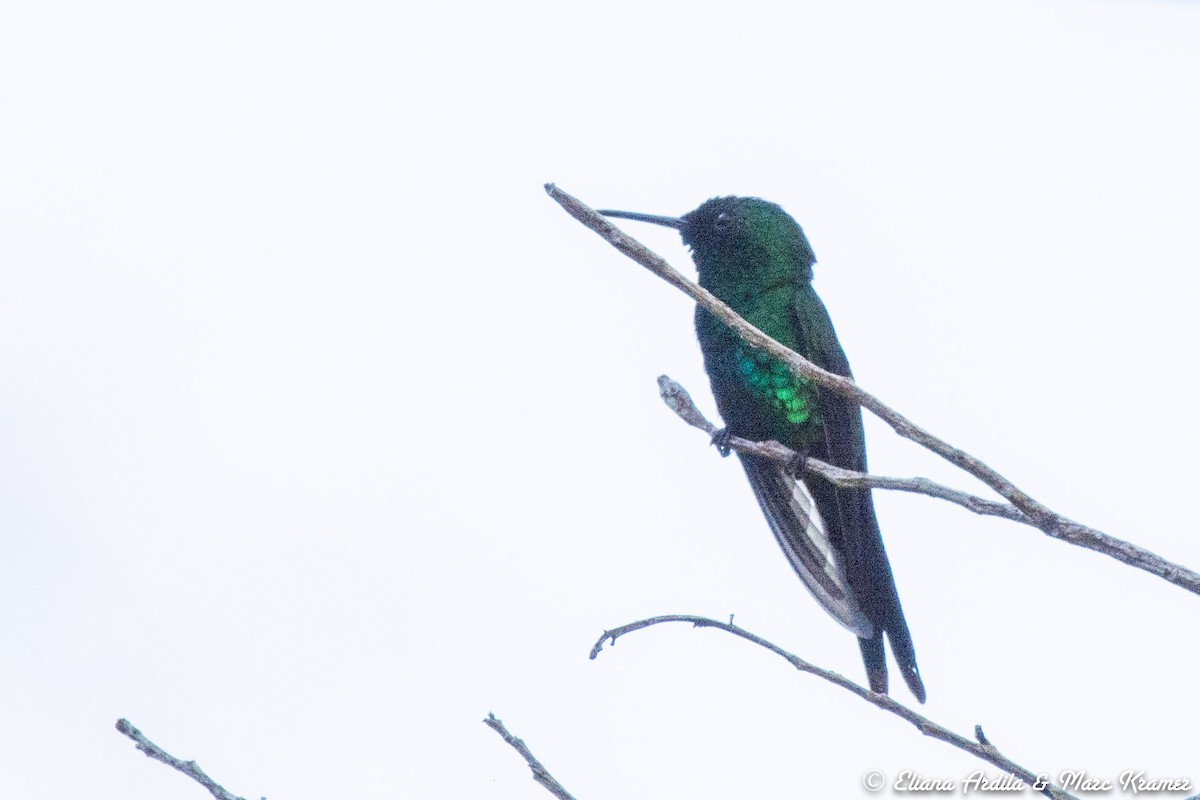 Puerto Rican Emerald - Marc Kramer (Birding by Bus)