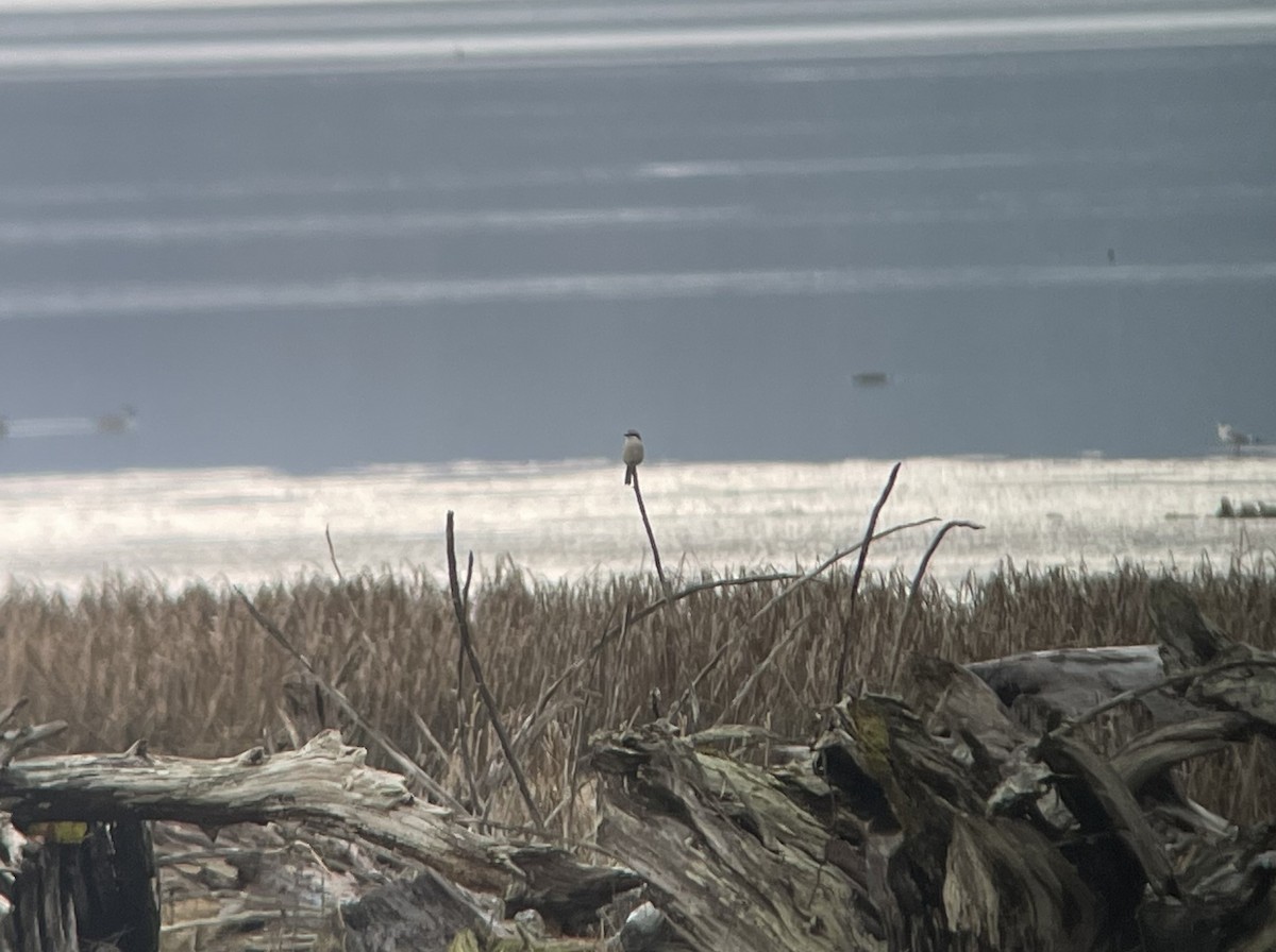 Northern Shrike - ML525132531