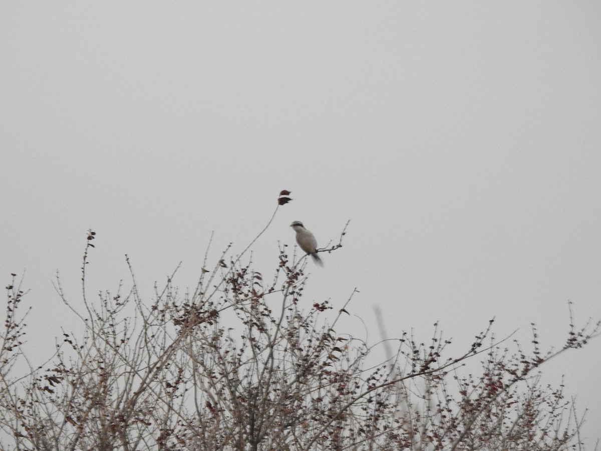 Northern Shrike - Clayton Will