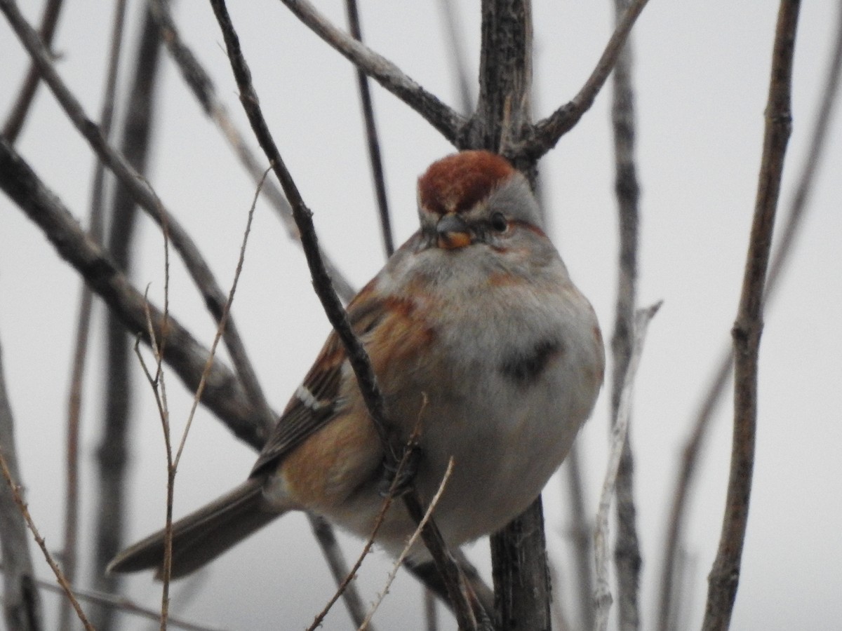 American Tree Sparrow - ML525132661