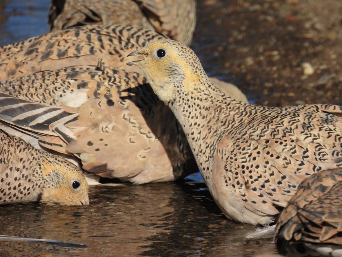 Pallas's Sandgrouse - Nara Urtnasan