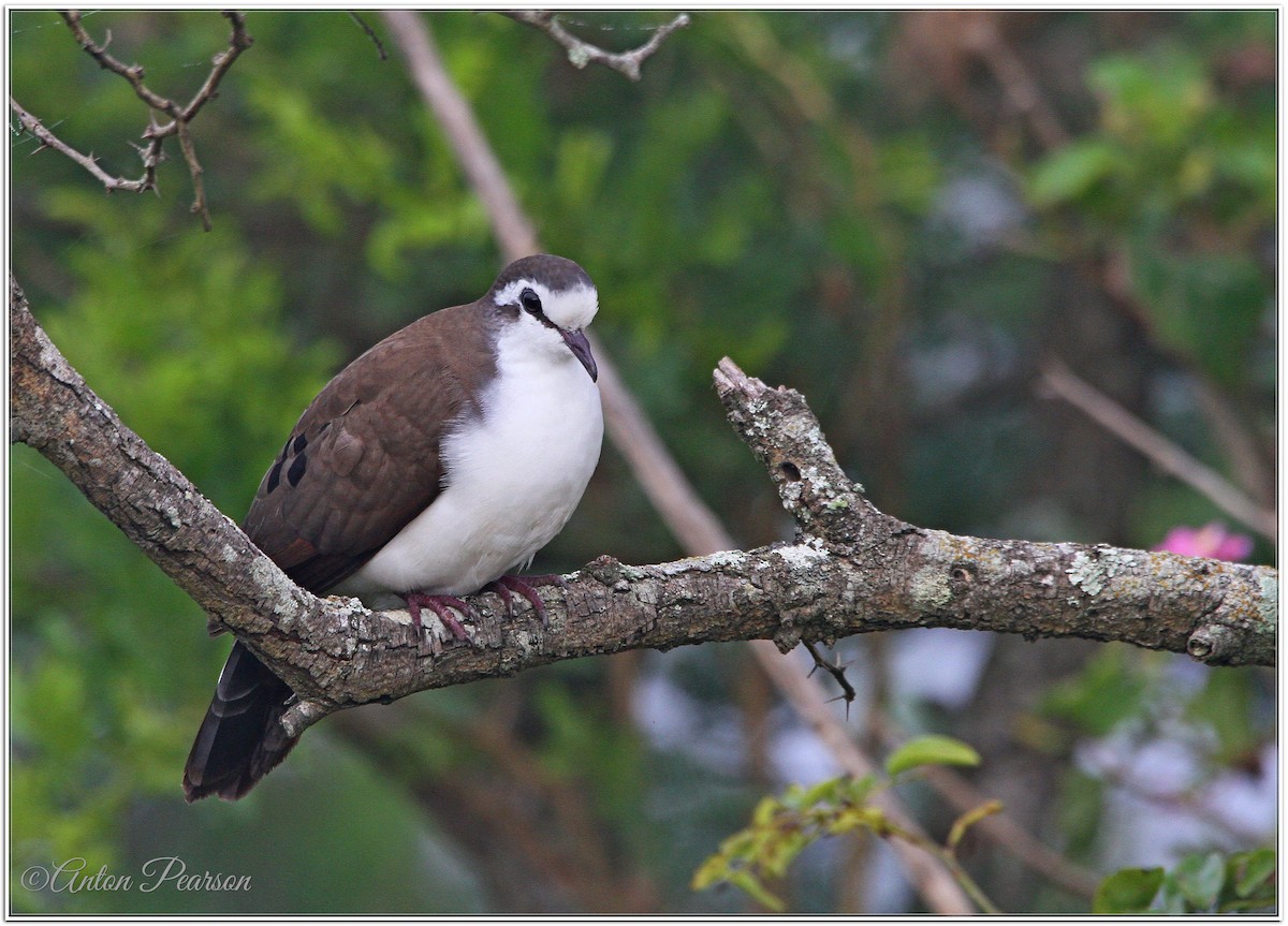 Tambourine Dove - ML525133531