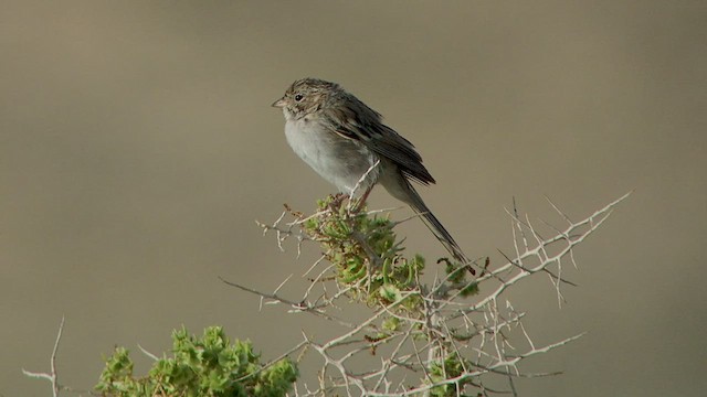 Brewer's Sparrow - ML525134151