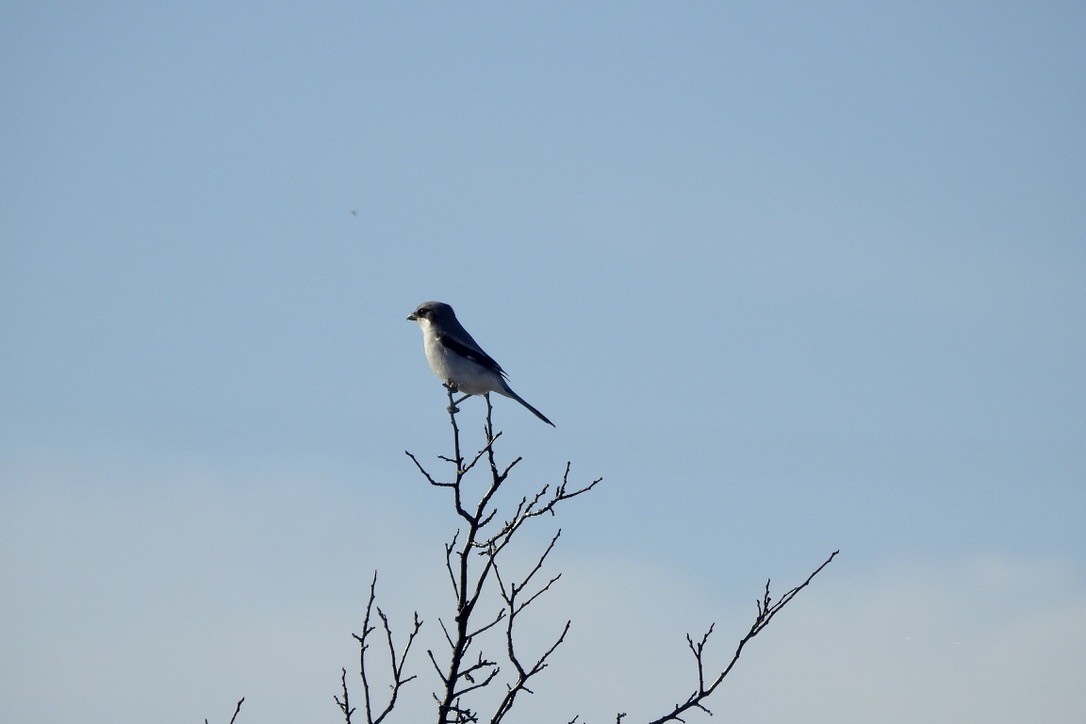 Loggerhead Shrike - ML525134461