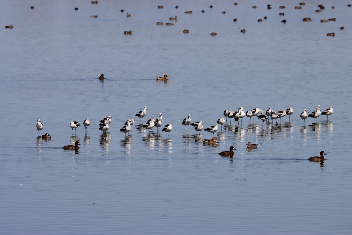 American Avocet - John van Dort