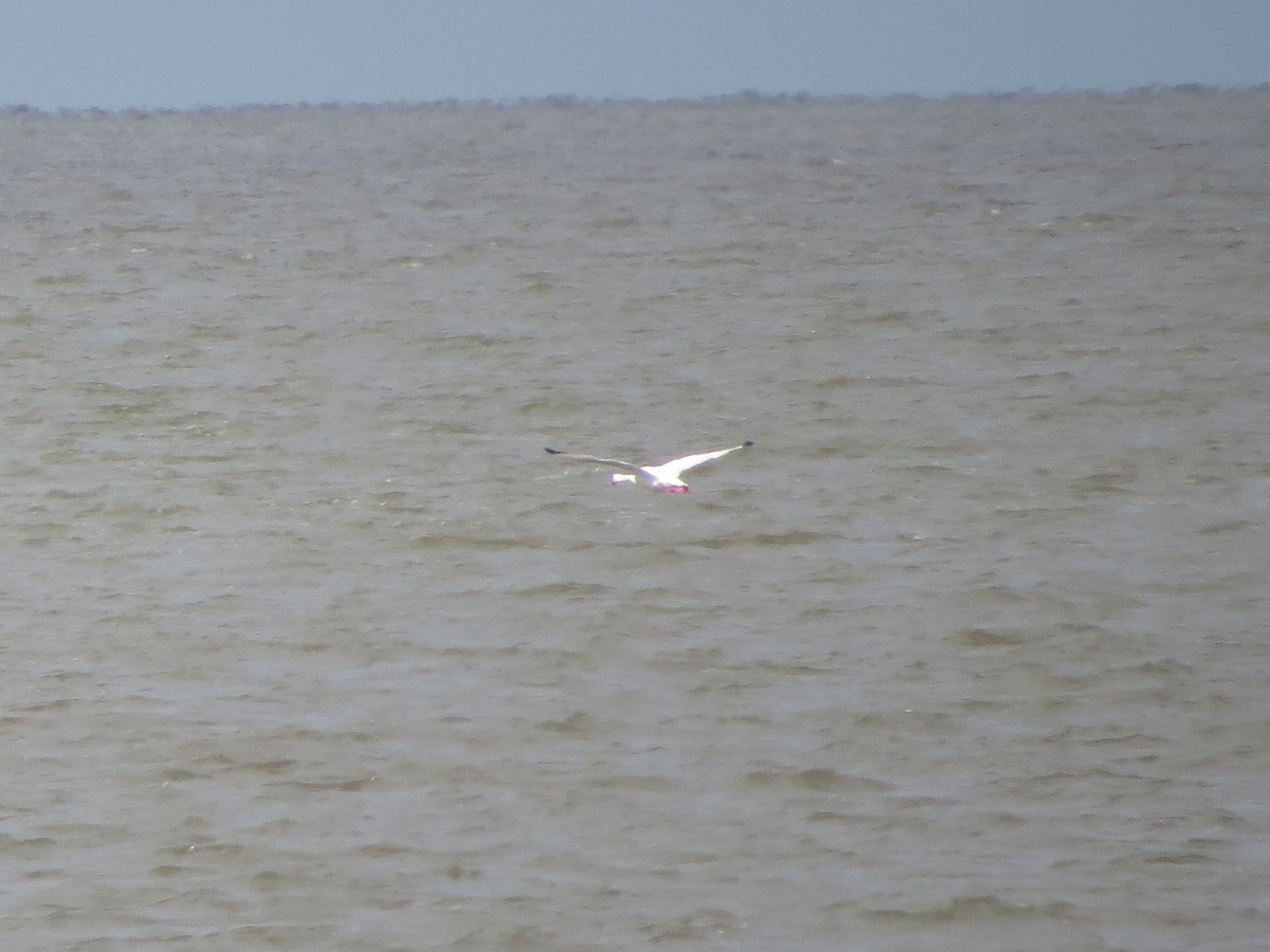 Coscoroba Swan - ML525136141