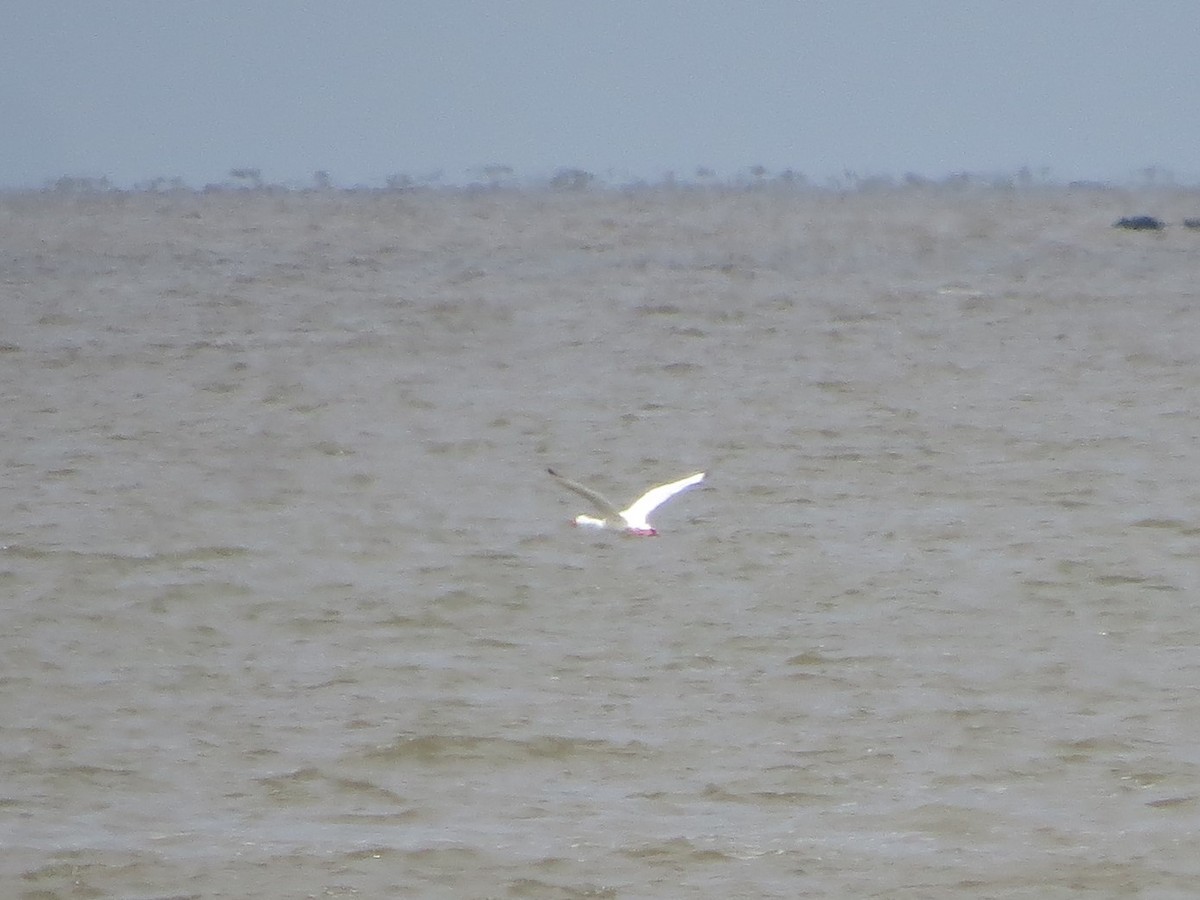 Coscoroba Swan - ML525136151