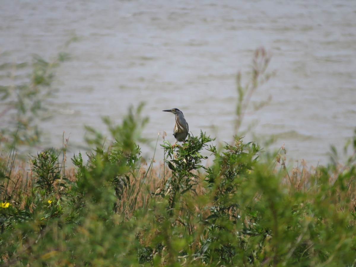 volavka proměnlivá (ssp. striata) - ML525136281