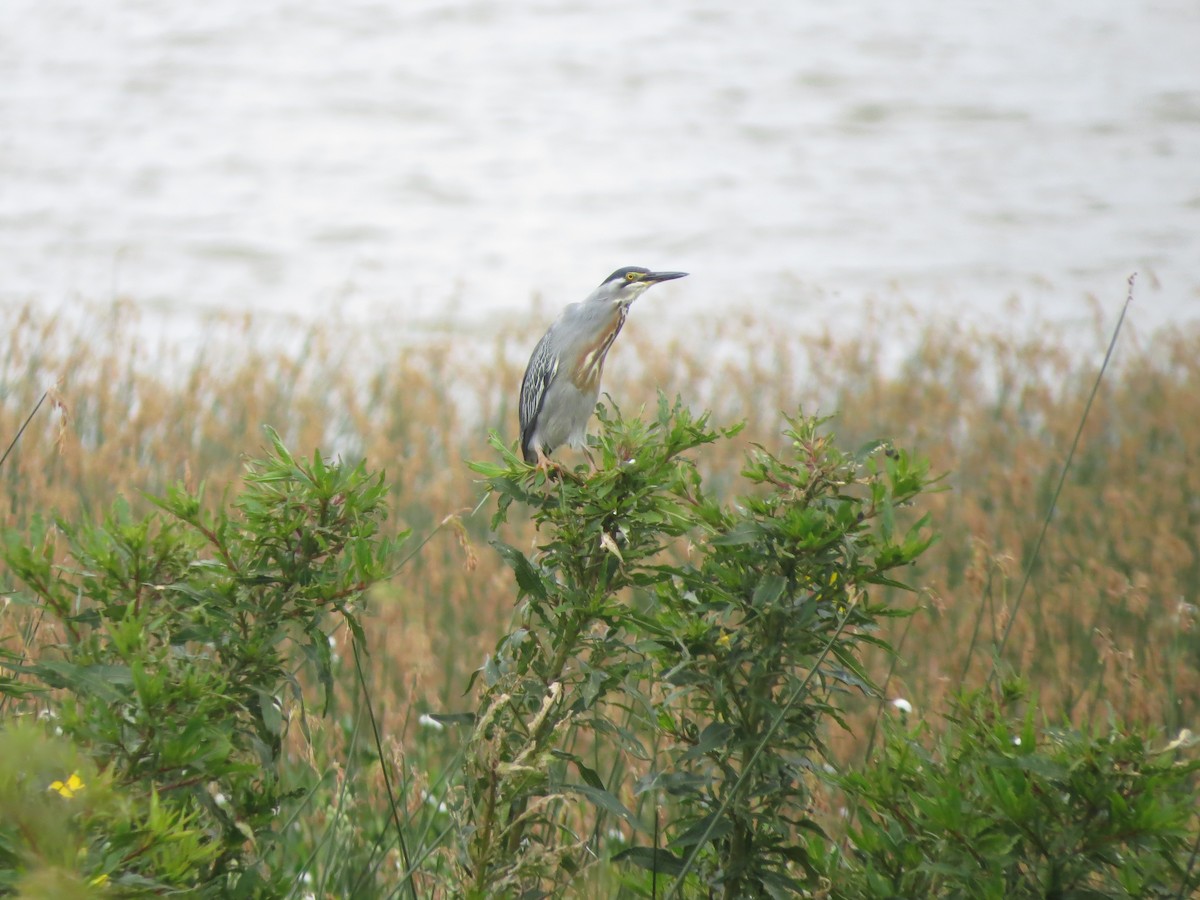 volavka proměnlivá (ssp. striata) - ML525136301
