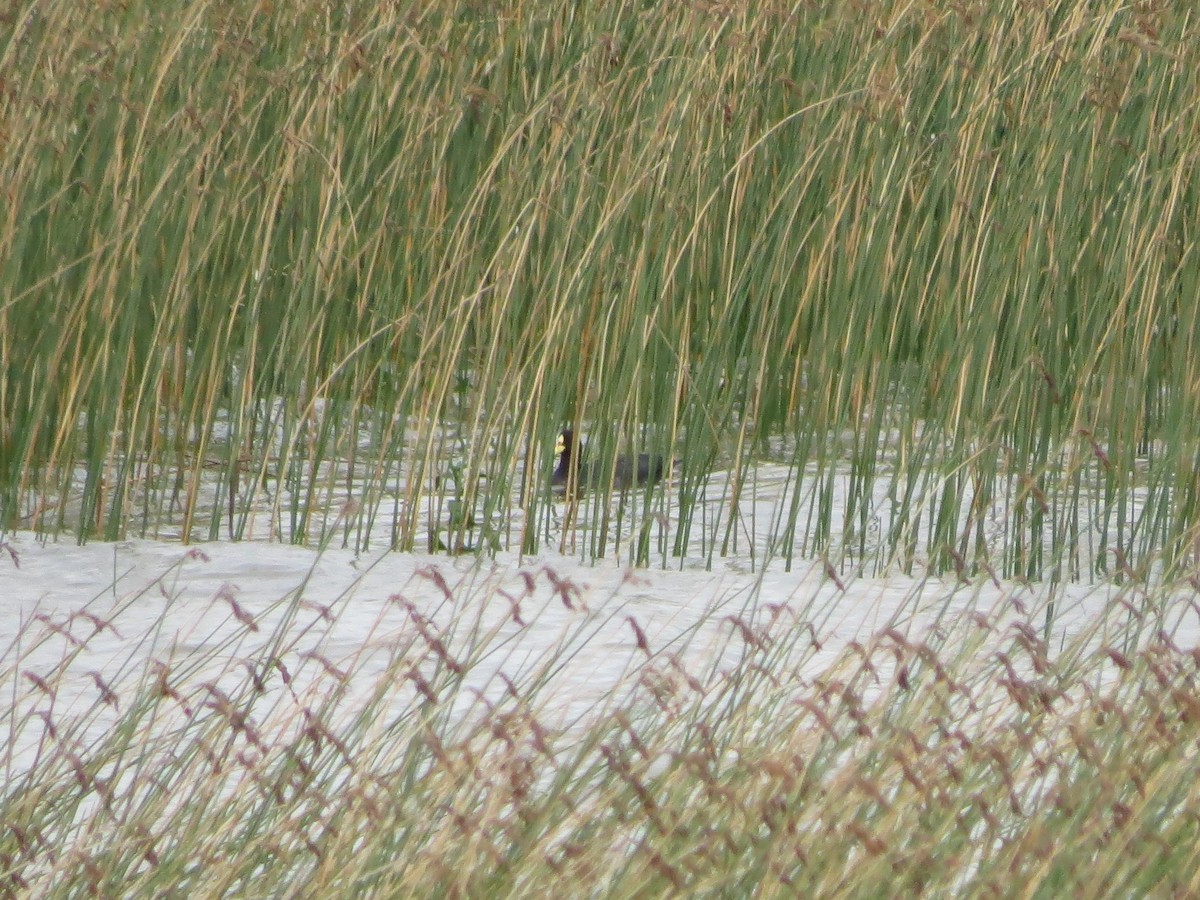 Red-gartered Coot - ML525136371