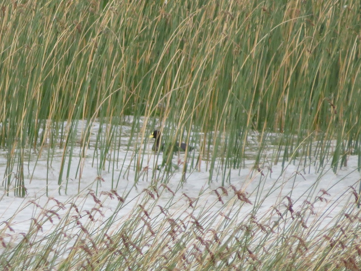 Red-gartered Coot - ML525136381
