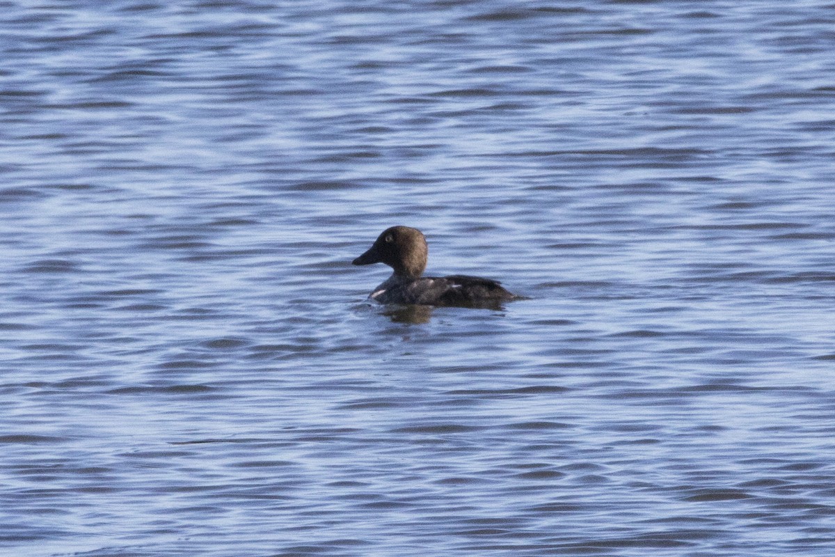 Common Goldeneye - ML525137141