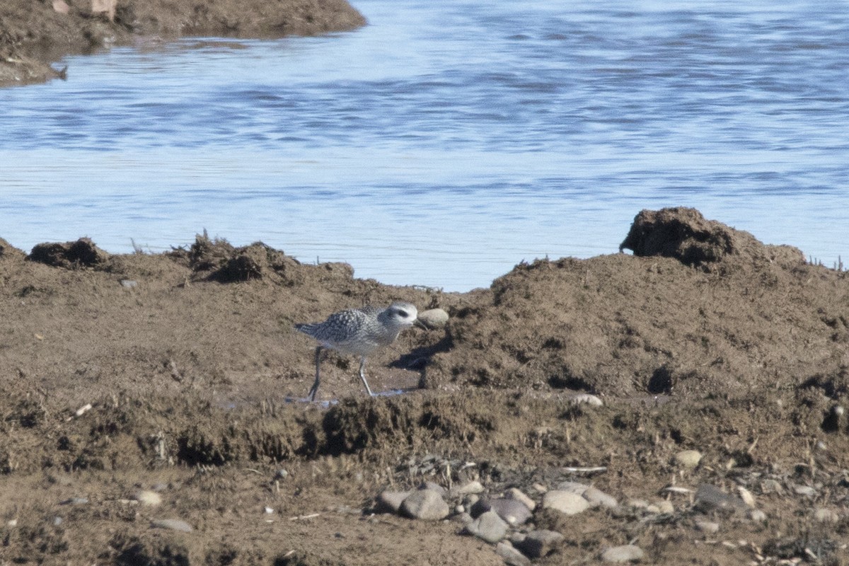 American Golden-Plover - ML525137201