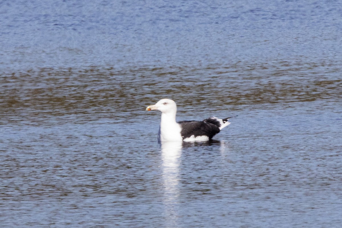 Great Black-backed Gull - ML525137221