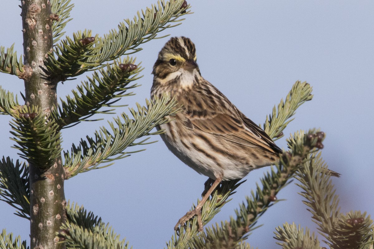 Savannah Sparrow - ML525137331