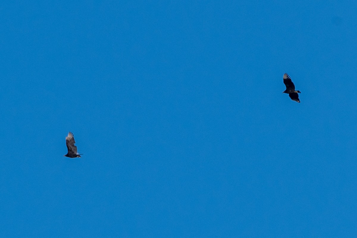 Black Vulture - ML525137411