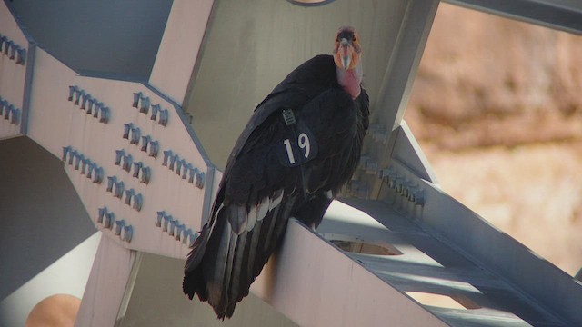 California Condor - ML525138251