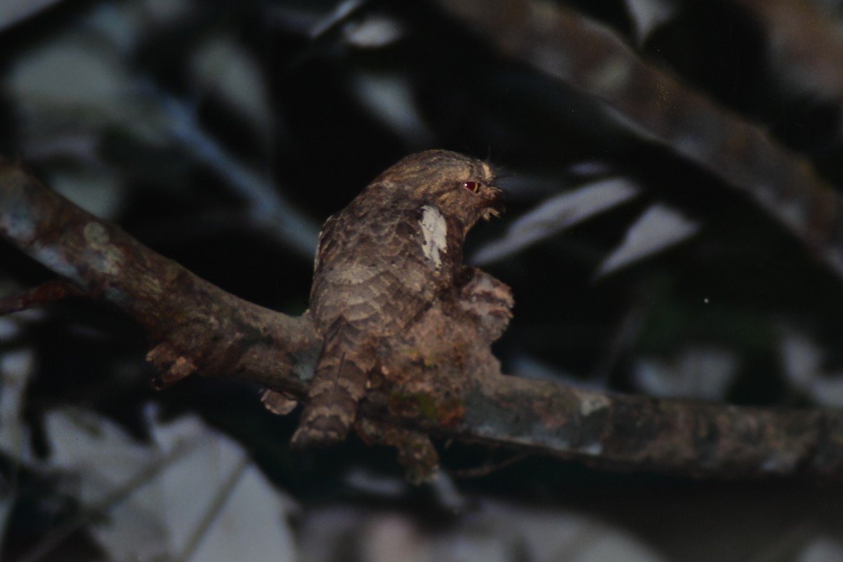 Blyth's Frogmouth - Prasit Wongprom