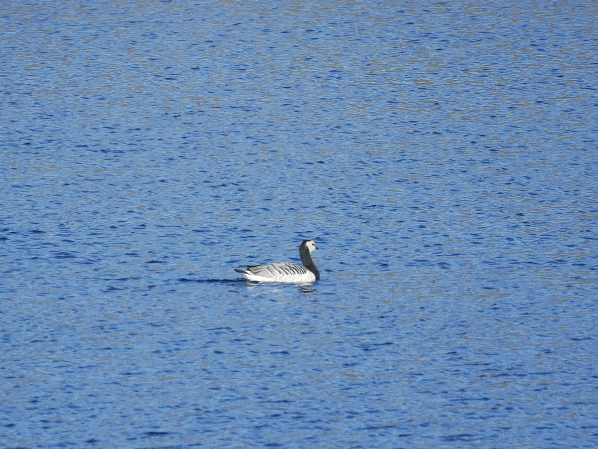 Barnacle Goose - ML525139251