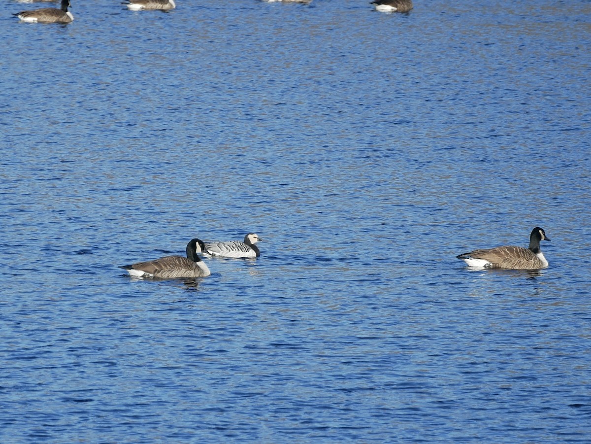 Barnacle Goose - ML525139261