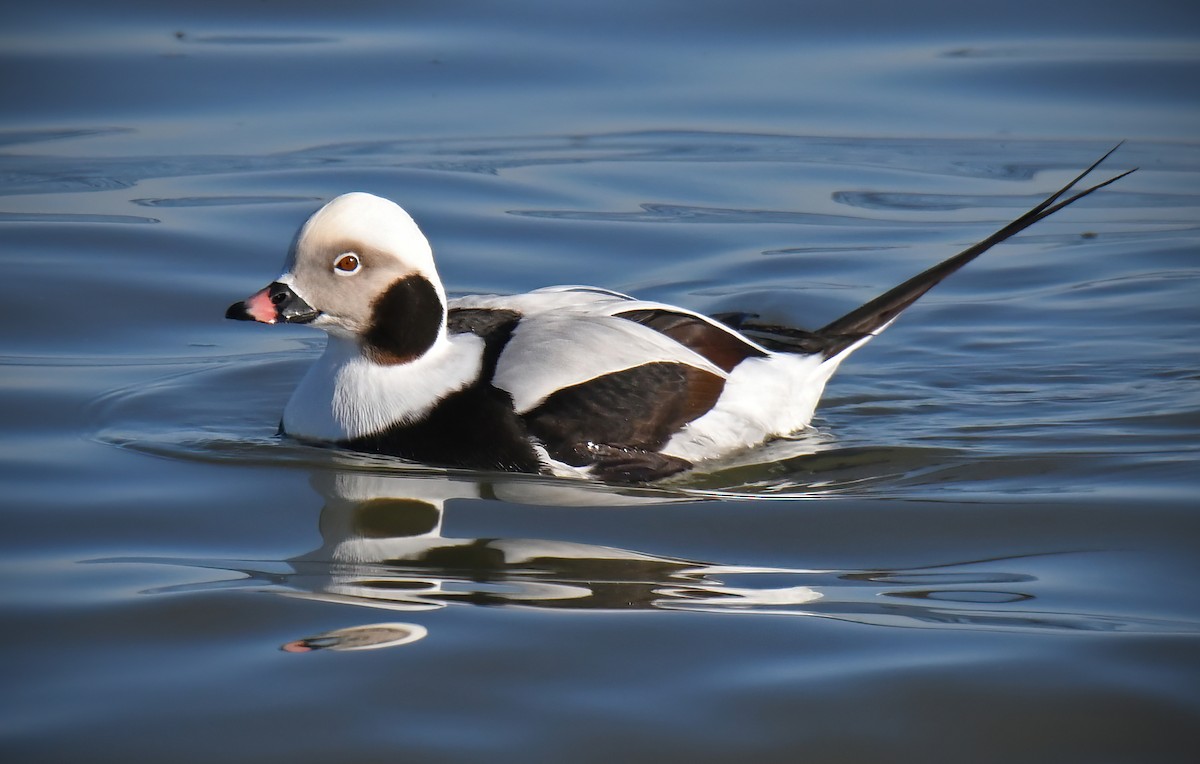 Long-tailed Duck - Dick Horsey