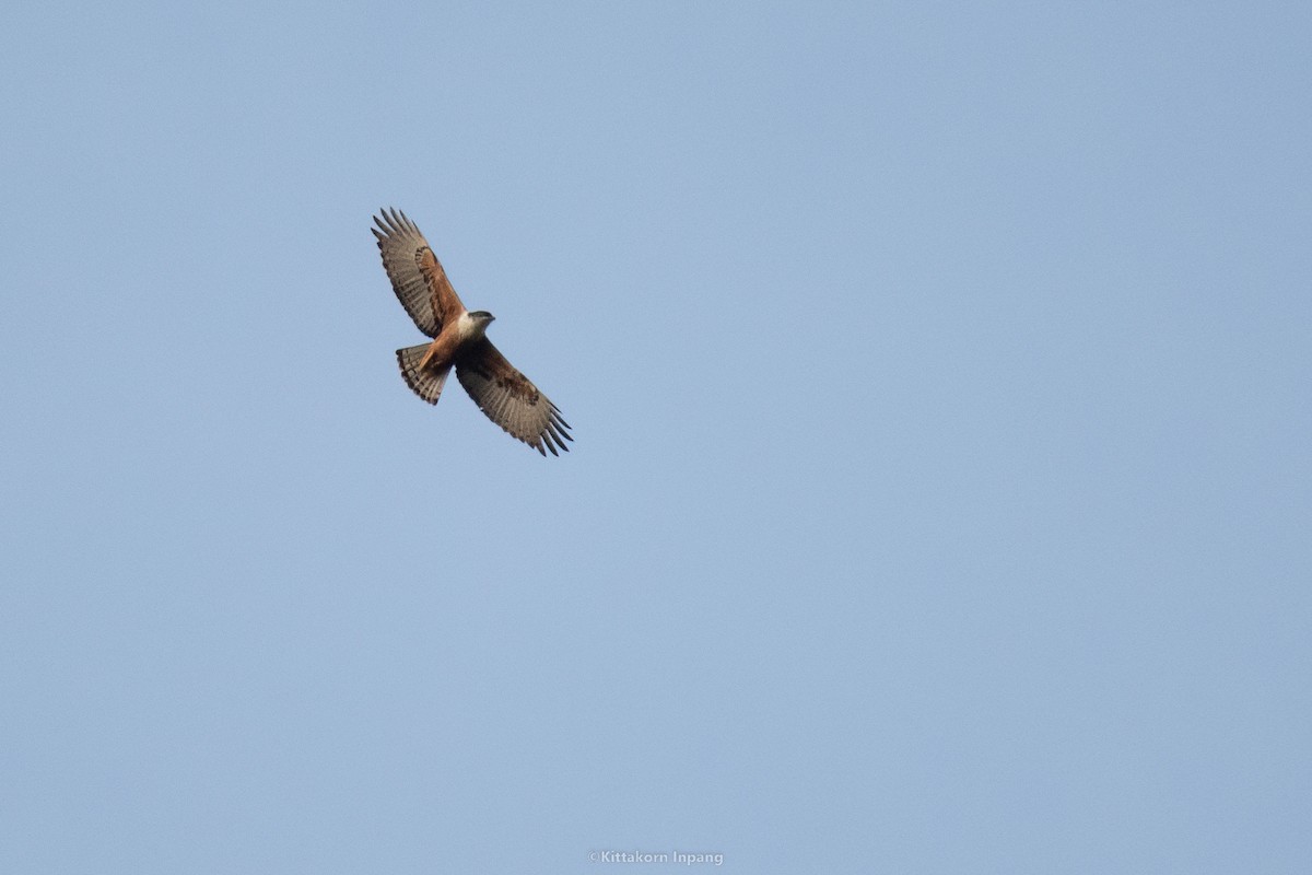 Rufous-bellied Eagle - ML525140291