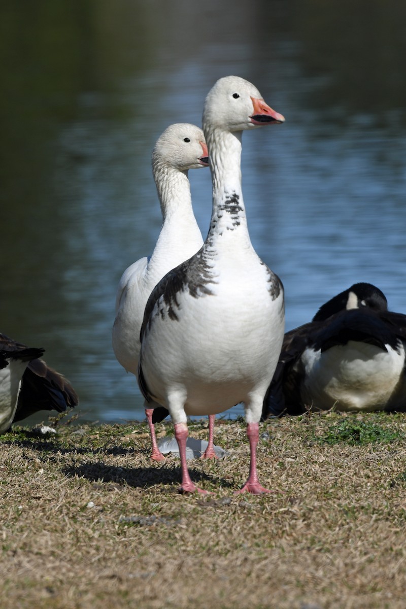 Snow Goose - ML525140461