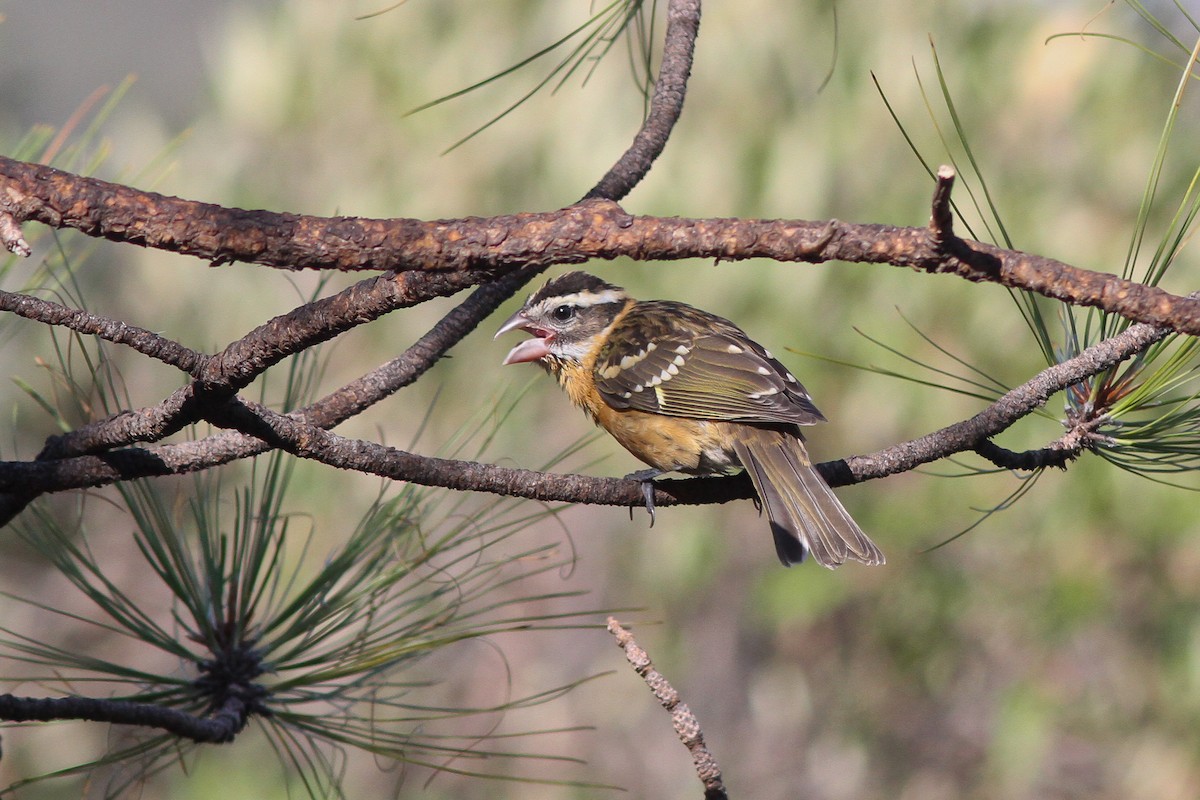 Black-headed Grosbeak - ML525140691