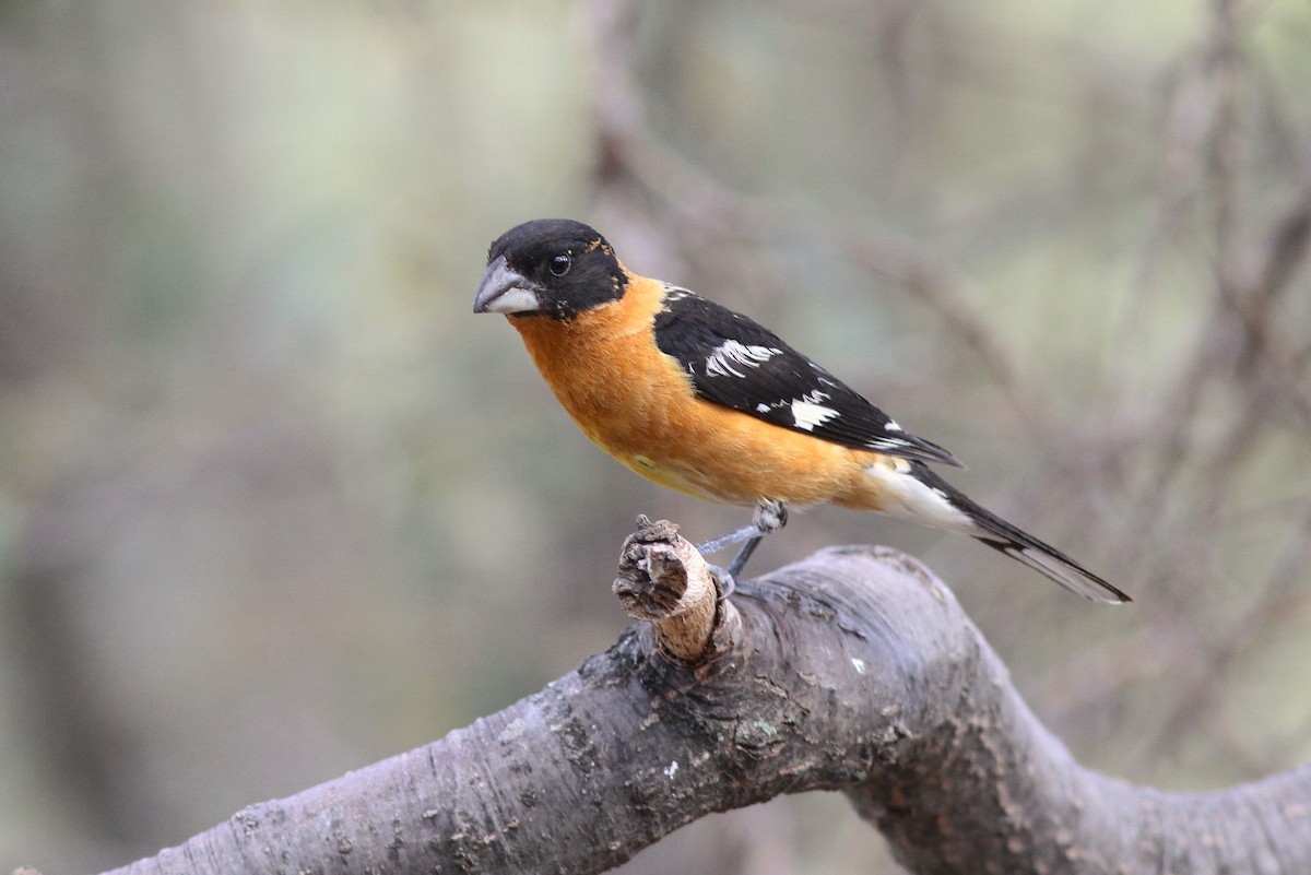 Black-headed Grosbeak - ML525140931