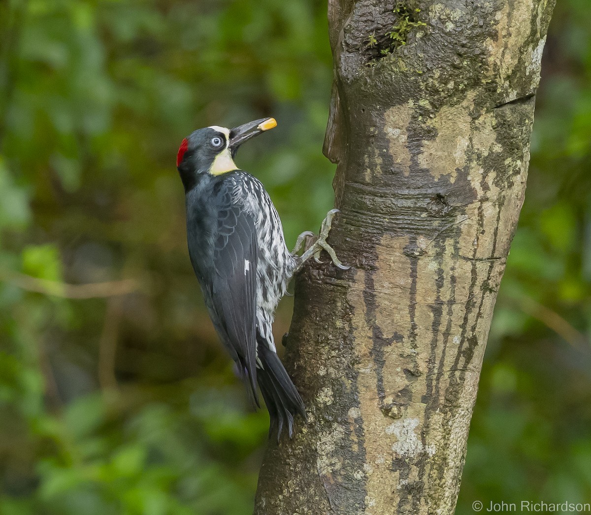 Acorn Woodpecker - ML525141941