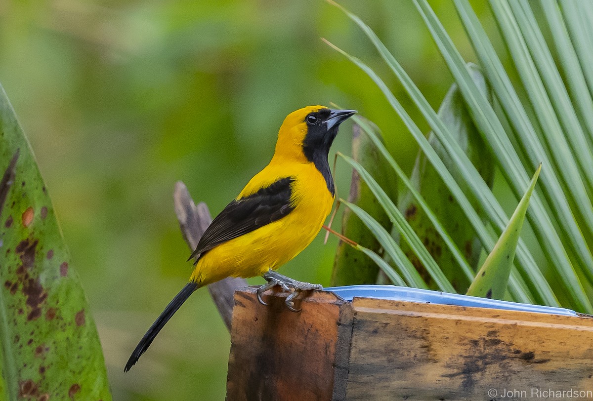 Yellow-backed Oriole - ML525141981