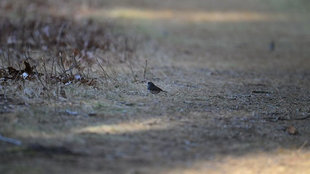 Junco ardoisé - ML525142361