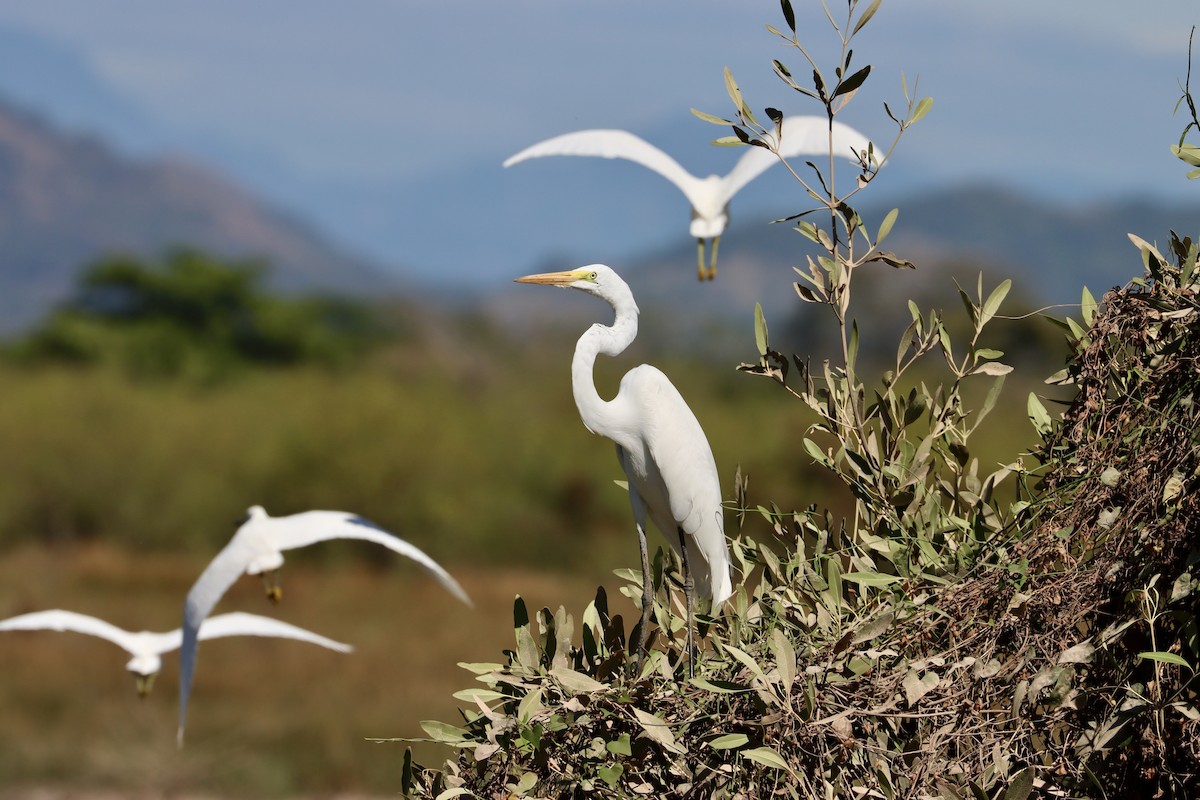 Great Egret - John van Dort