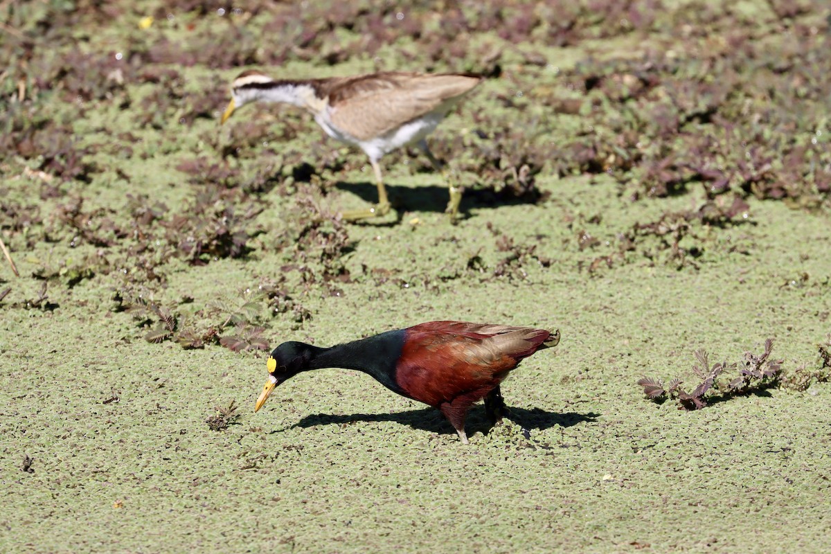 Jacana du Mexique - ML525142611